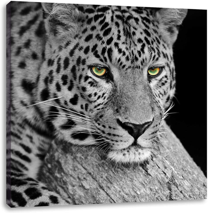 Pixxprint ruhender Leopard als Leinwandbild/Grösse: 70x70 cm/Wandbild/Kunstdruck/fertig bespannt, 70