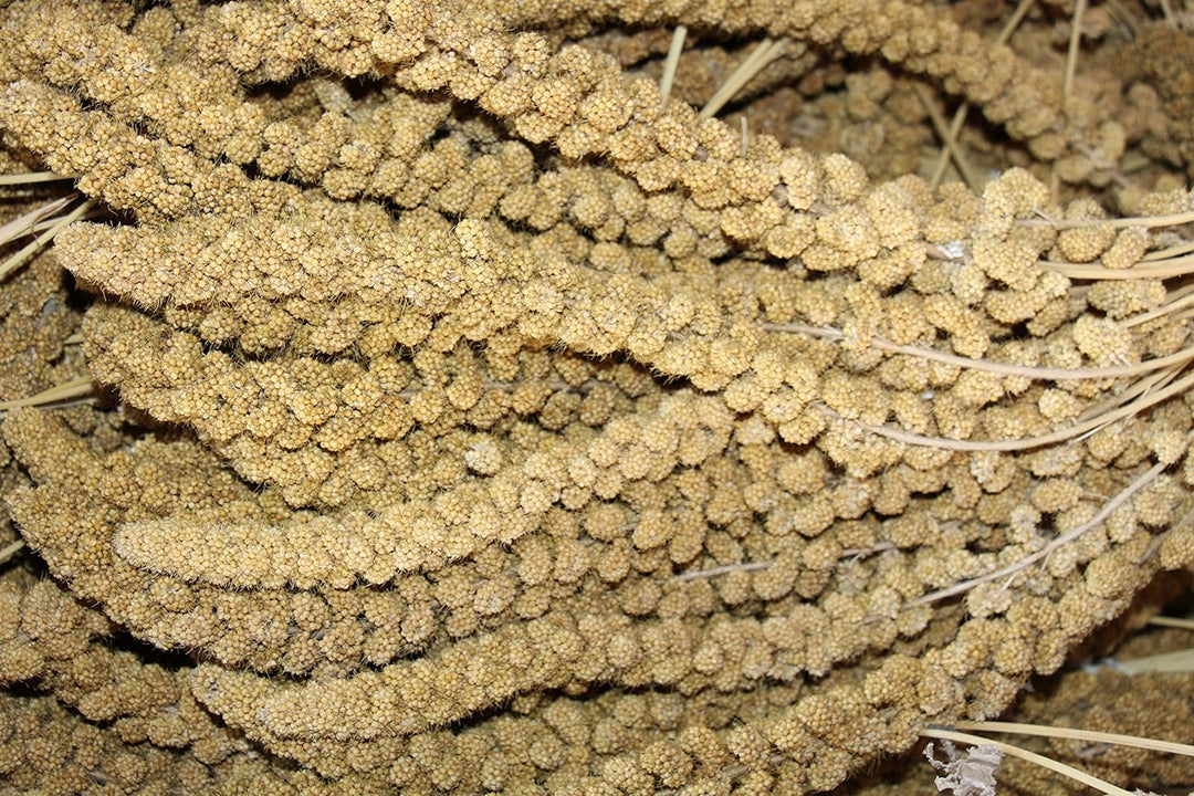 Kolbenhirse gelb (10kg)