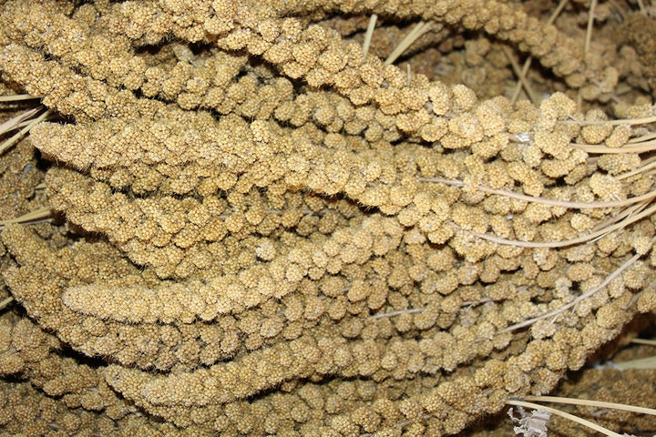 Kolbenhirse gelb (10kg)