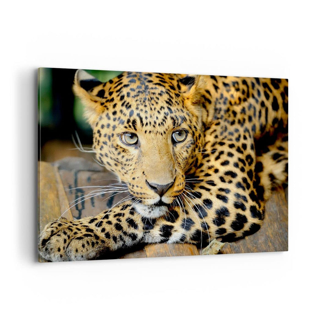 Bilder auf Leinwand 100x70cm Leinwandbild Tiere gefährlich wilde katze Gross Wanddeko Bild Schlafzim