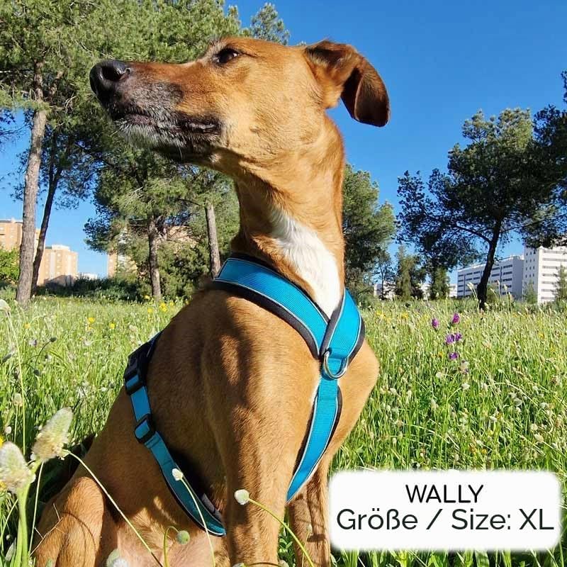 3-Punkt-Gurt mit Anti-Ziehen, ideal für Lebreles: Italienischer Windhund, Whippet, Windhund, Podenco