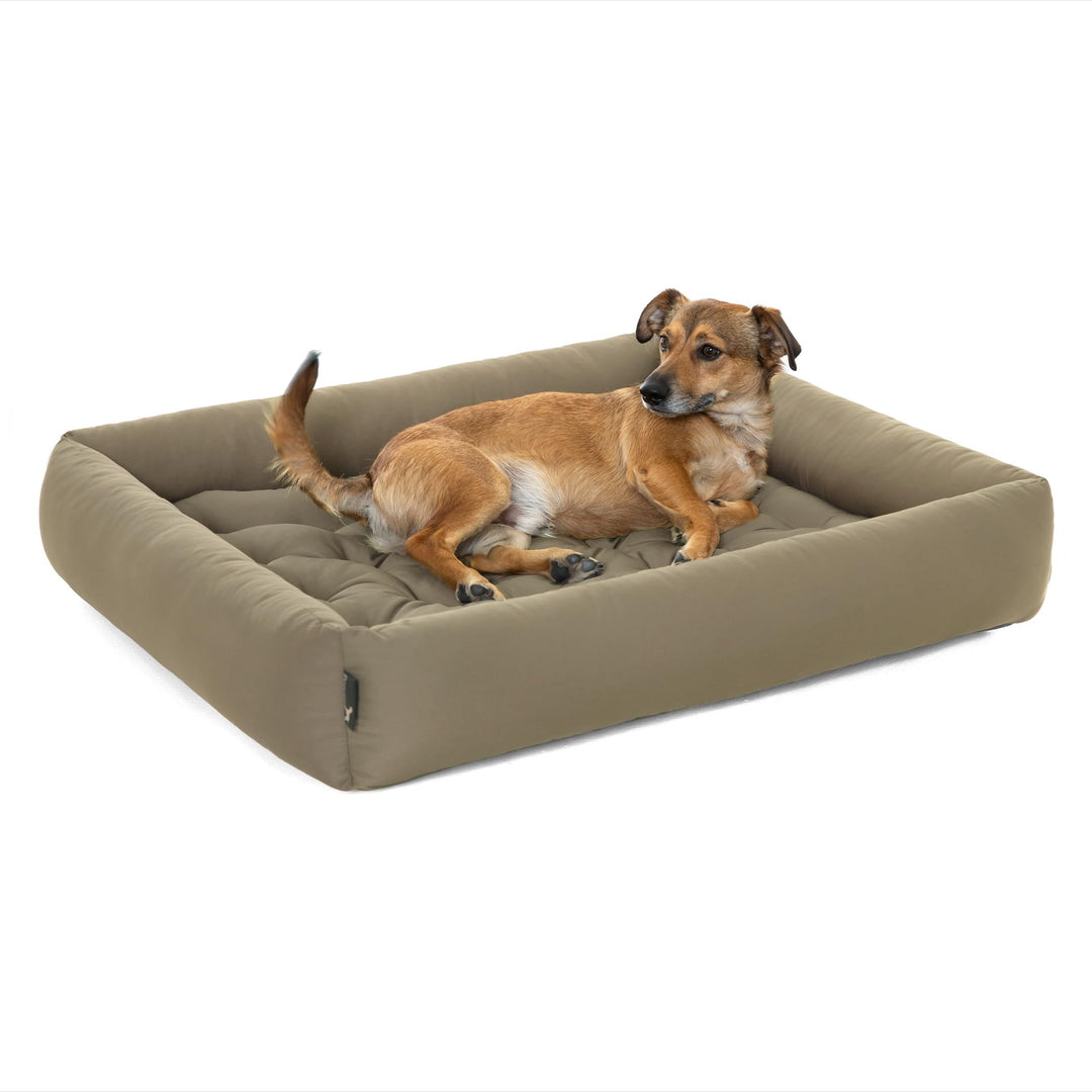 Doctor Bark Pointer | Hundebett mit Hundekissen - orthopädisch, waschbar, bequem (M - 70x60 cm, Beig