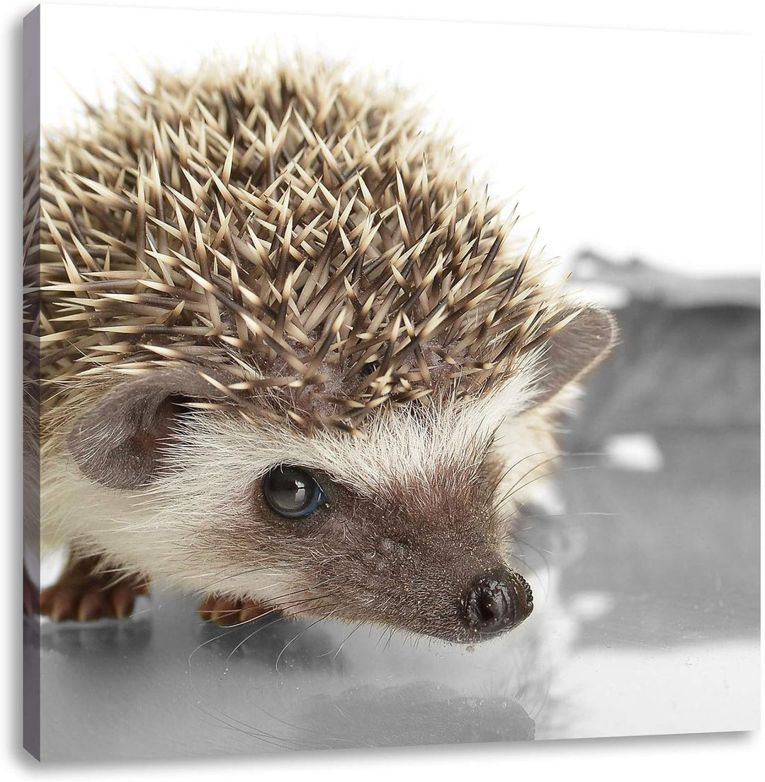 Pixxprint Kleiner süsser Igel als Leinwandbild/Grösse: 70x70 cm/Wandbild/Kunstdruck/fertig bespannt,