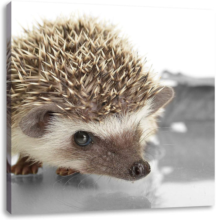 Pixxprint Kleiner süsser Igel als Leinwandbild/Grösse: 70x70 cm/Wandbild/Kunstdruck/fertig bespannt,