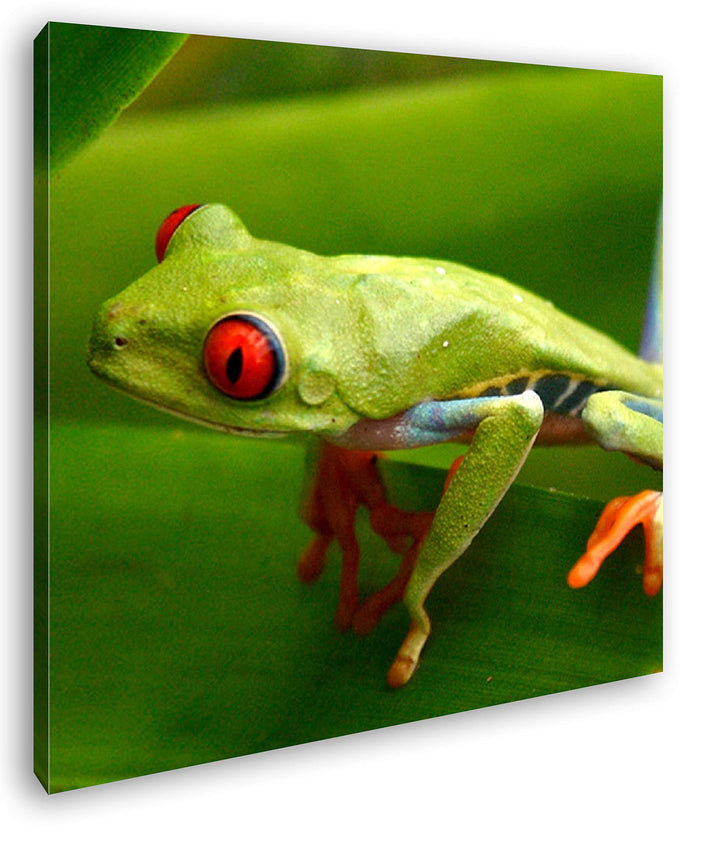 deyoli Exotischer Grüner Frosch mit roten Augen Format: 70x70 als Leinwandbild, Motiv fertig gerahmt