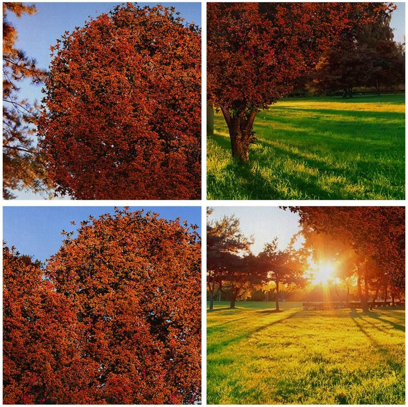 Wandbilder Dekoration Wohnzimmer Baum Park Frühling Herz Panorama Bilder auf Leinwand 120x50cm Leinw