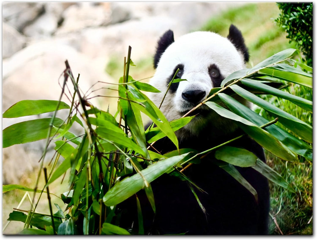 Bilderdepot24 Bild auf Leinwand | Pandabär in 100x60 cm mehrteilig als Wandbild | Wand-deko Dekorati