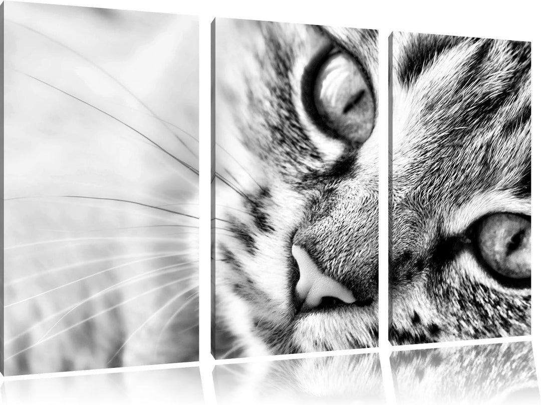Pixxprint Grosse Katzenaugen als Leinwandbild | Grösse: 3 Teilig (120x80) | Wandbild| Kunstdruck | f