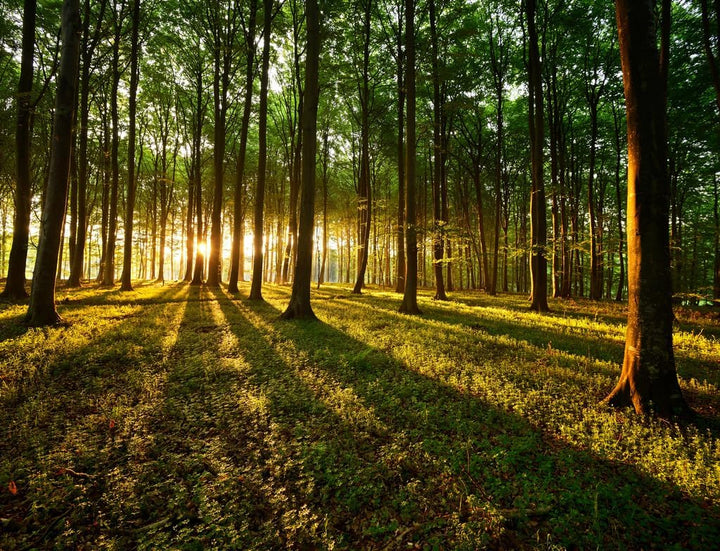 Lais Puzzle Lichtstrahlen im Wald 1000 Teile