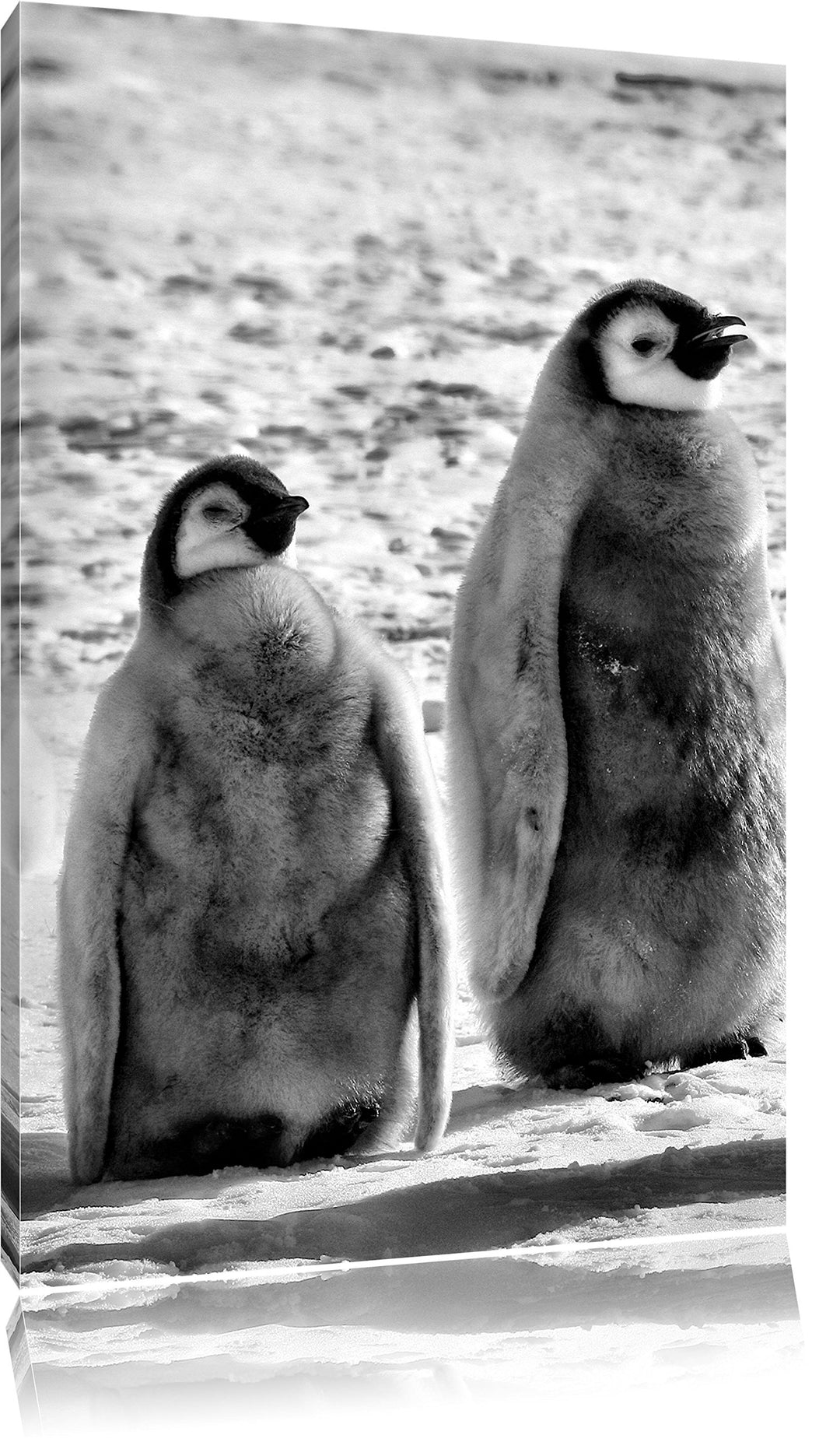 Pixxprint Monocrome, Vier Kaiserpinguin-Küken, Format: 100x70 auf Leinwand, riesige Bilder fertig ge