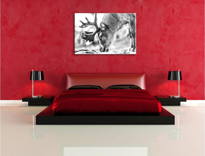 Pixxprint süsses Rentier beim Essen Kunst B&W als Leinwandbild/Grösse: 100x70 cm/Wandbild/Kunstdruck