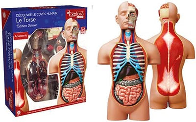 Explora – Anatomie des menschlichen Torso – 546080 – realistisches Modell mit 54 Teilen – 40 cm – To