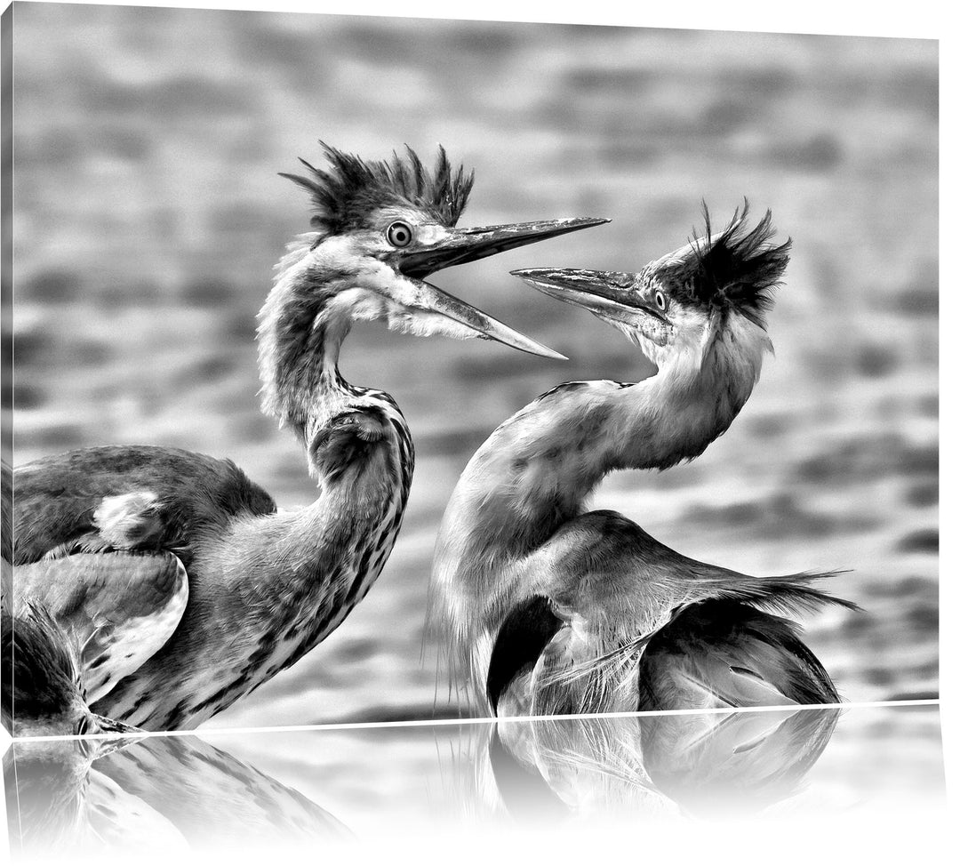 Monocrome, Zankende Vögel, Format: 100x70 auf Leinwand, XXL riesige Bilder fertig gerahmt mit Keilra
