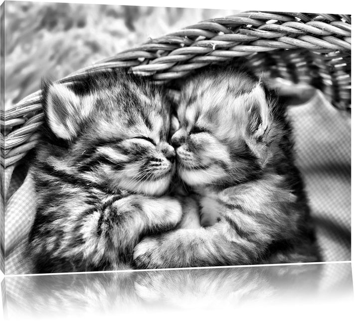 Monocrome, Baby Katze, Format: 100x70 auf Leinwand, XXL riesige Bilder fertig gerahmt mit Keilrahmen