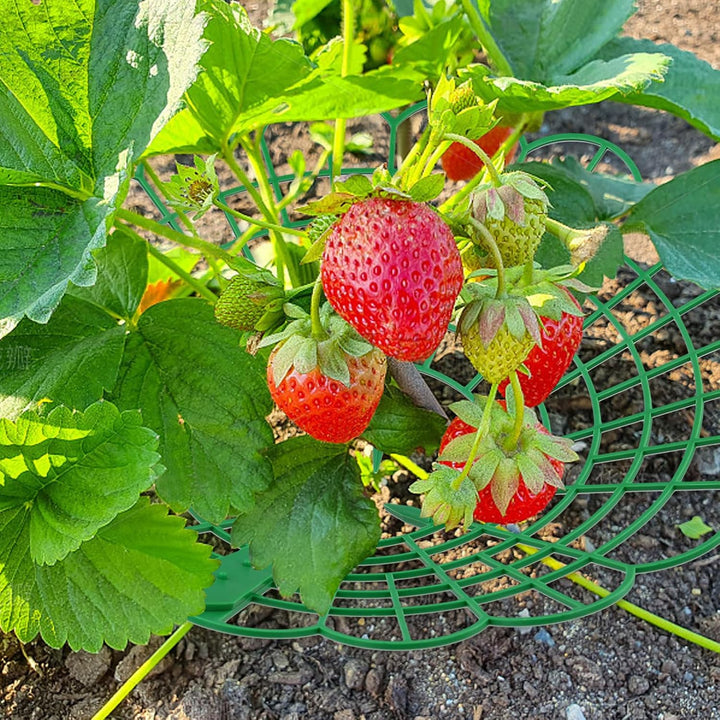 KEILEOHO 30 Stück Erdbeerreifer, 29 cm x 4,2 cm Erdbeerstützen Ständer Erdbeer Regal, Erdbeeren Schu