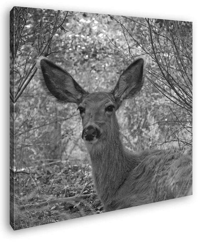deyoli ruhiges REH im Wald Format: 70x70 Effekt: Schwarz&Weiss als Leinwandbild, Motiv auf Echtholzr