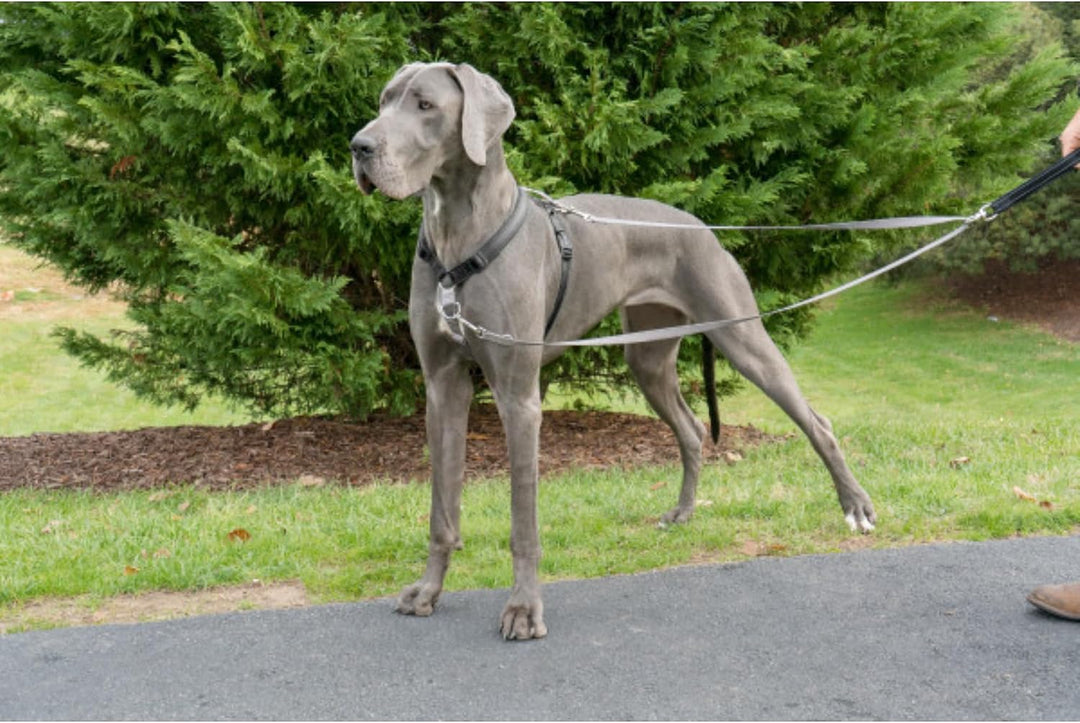 PetSafe Anti-Zieh Hundeleine, Kompatibel mit PetSafe 3-in-1-Geschirr, 1,2 m Länge, Aus reflektierend