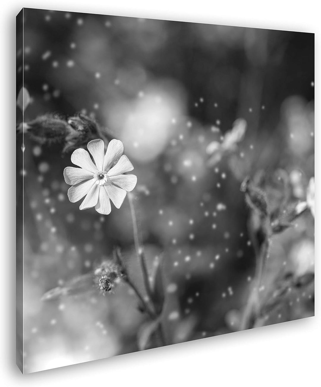 deyoli Rosa Blumen Format: 70x70 Effekt: Schwarz&Weiss als Leinwandbild, Motiv fertig gerahmt auf Ec