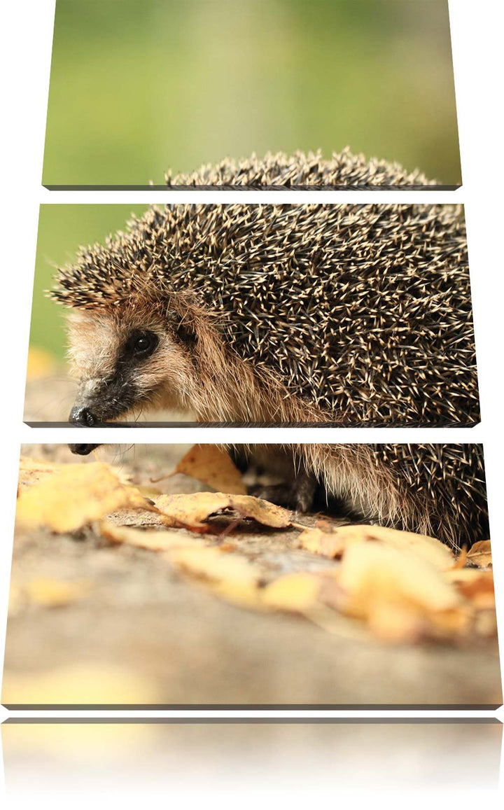 Pixxprint Igel im Laub als Leinwandbild/Grösse: 3 Teilig (120x80) cm/Wandbild/Kunstdruck/fertig besp