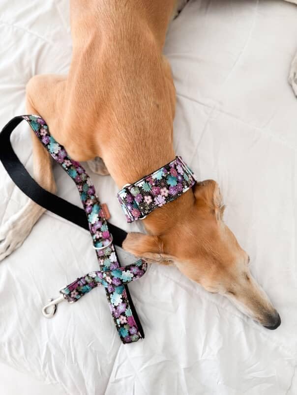 Click Hundehalsband, Liberty Freiheit Ancho 4 cm (30-55cm contorno), Freiheit Ancho 4 cm (30-55cm co