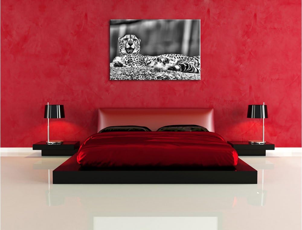 Pixxprint schlafender Gepard / 100x70cm Leinwandbild bespannt auf Holzrahmen/Wandbild Kunstdruck Dek