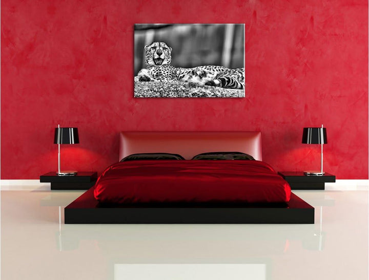 Pixxprint schlafender Gepard / 100x70cm Leinwandbild bespannt auf Holzrahmen/Wandbild Kunstdruck Dek