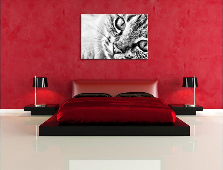 Pixxprint Grosse Katzenaugen / 100x70cm Leinwandbild bespannt auf Holzrahmen/Wandbild Kunstdruck Dek