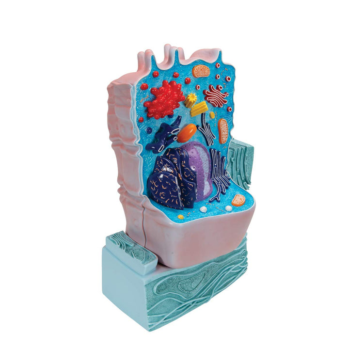 3B Scientific R04 Tierzellenmodell