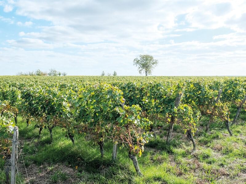 Smartbox Dakotabox Unisex-Adult 1158303