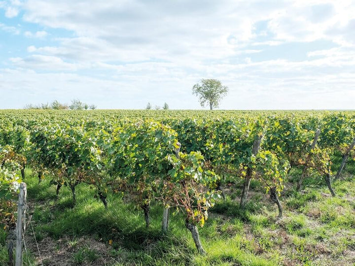 Smartbox Dakotabox Unisex-Adult 1158303