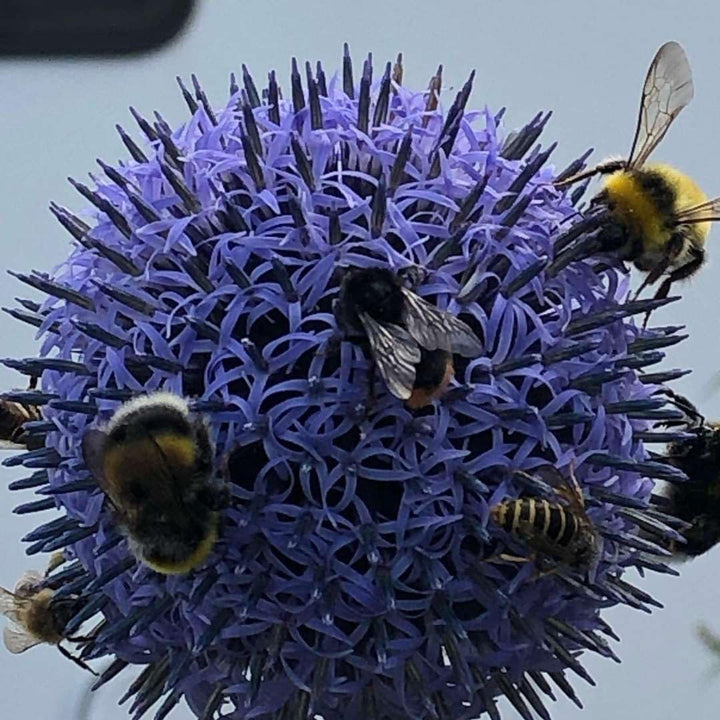 Insektenhotel Wildbienen Kinder Biene Nisthilfe Bienen Eiche Massivholz