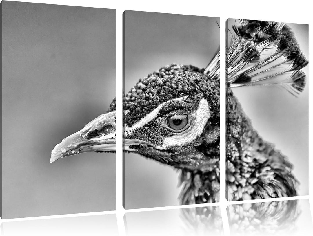 Pixxprint schöner farbenfroher Pfau als Leinwandbild/Grösse: 3 Teilig (120x80) cm/Wandbild/Kunstdruc