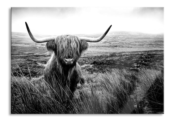 Pixxprint Glasbild | Wandbild aus Echtglas | Highland Rind mit grossen Hörnern Steppe, Monochrome |