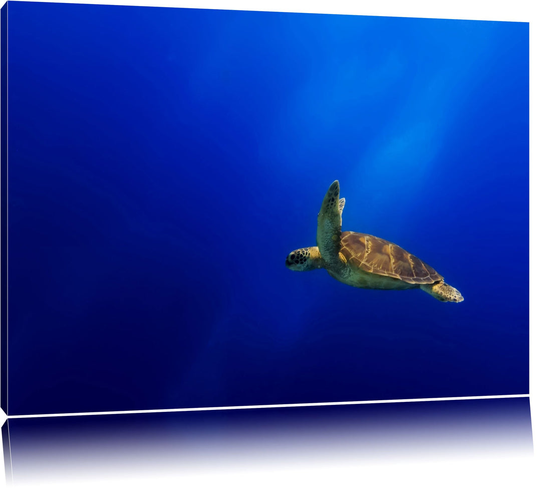 Alte Schildkröte im Meer Format: 100x70 auf Leinwand, XXL riesige Bilder fertig gerahmt mit Keilrahm
