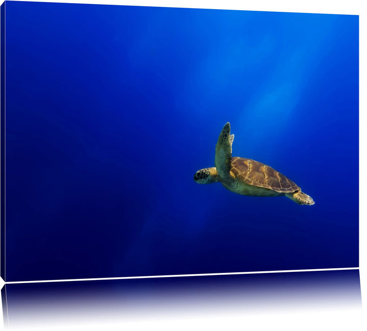 Alte Schildkröte im Meer Format: 100x70 auf Leinwand, XXL riesige Bilder fertig gerahmt mit Keilrahm