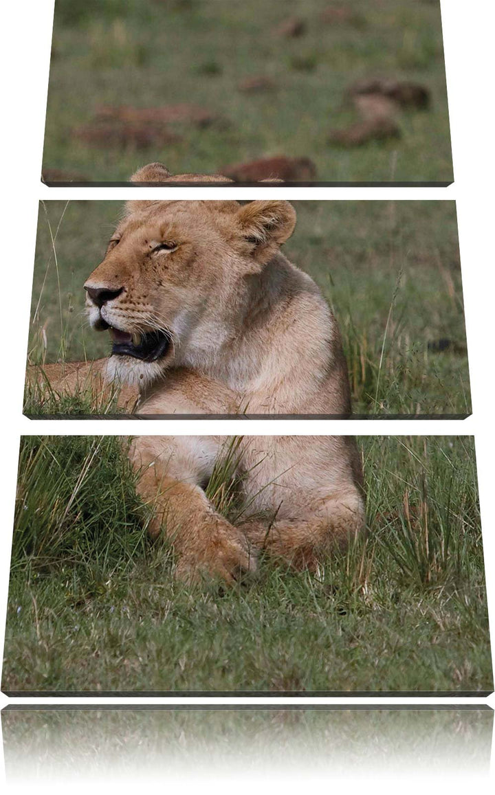 Pixxprint Löwin entspannt im Gras als Leinwandbild/Grösse: 3 Teilig (120x80 cm) cm/Wandbild/Kunstdru