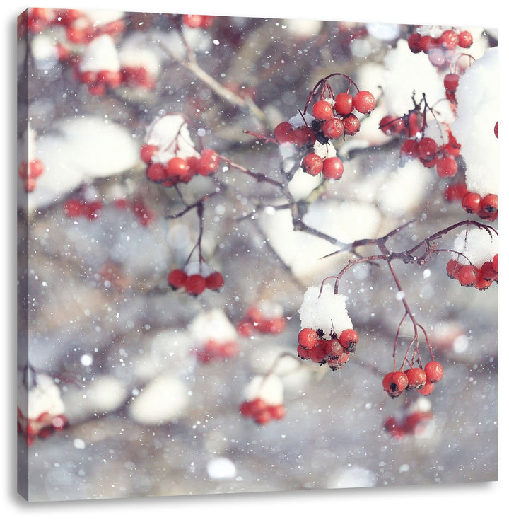 Pixxprint Vogelbeeren mit Schnee bedeckt, Format: 70x70 auf Leinwand, 70x70