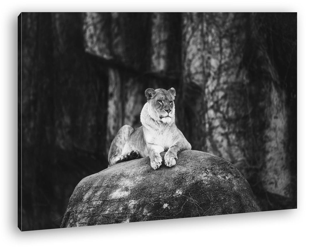 deyoli erhabene stolze Löwin Format: 120x80 Effekt: Schwarz/Weiss als Leinwand, Motiv fertig gerahmt