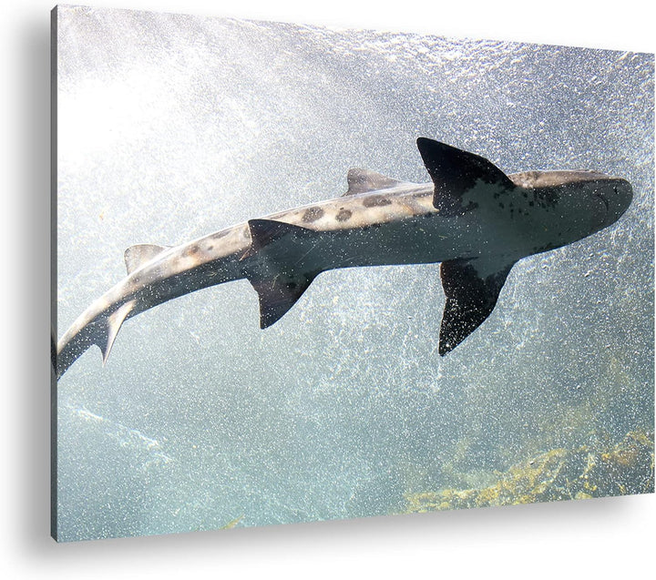 deyoli grosser Hai im Aquarium im Format: 60x40 als Leinwandbild, Motiv fertig gerahmt auf Echtholzr
