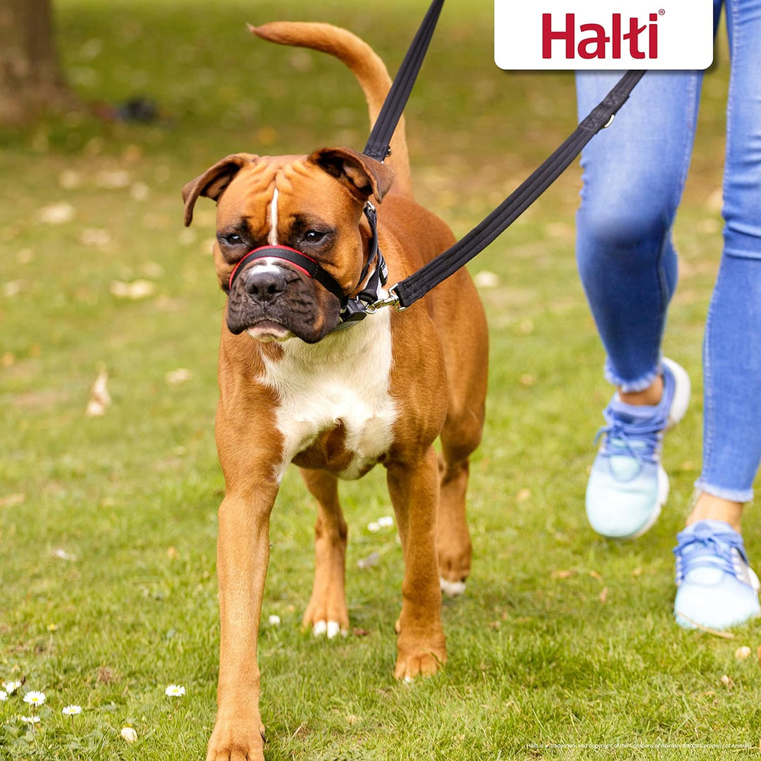 Halti Optifit Halfter und Trainingsleine Kombipack, Stop Dog Pulling on Walks with Halti, Inklusive