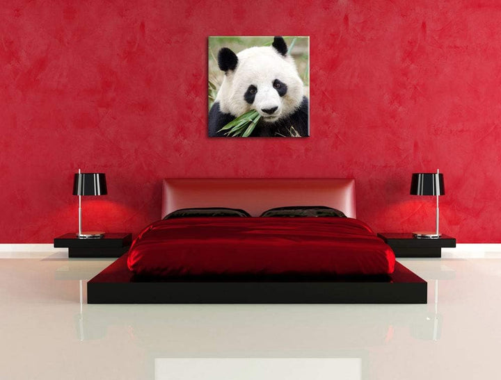 Pandabär frisst Bambus, Format: 70x70 auf Leinwand, XXL riesige Bilder fertig gerahmt mit Keilrahmen