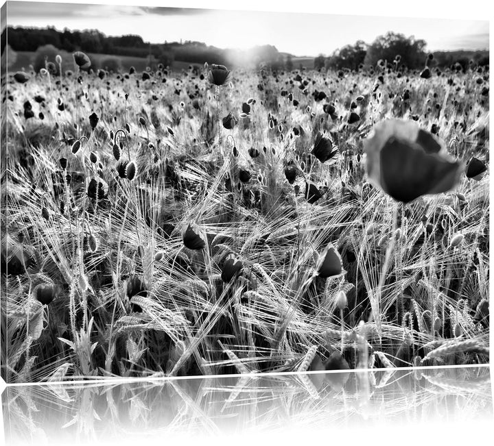Pixxprint Mohnfeld bei Sonnenuntergang als Leinwandbild/Grösse: 100x70 cm/Wandbild/Kunstdruck/fertig