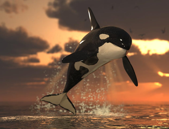 Lais Puzzle Orca 1000 Teile