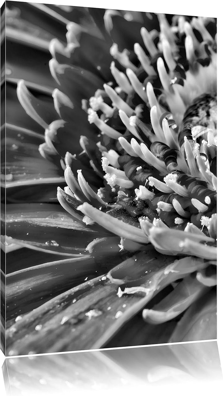 Pixxprint Monocrome, Gerbera mit Wassertropfen, Format: 100x70 auf Leinwand, riesige Bilder fertig g