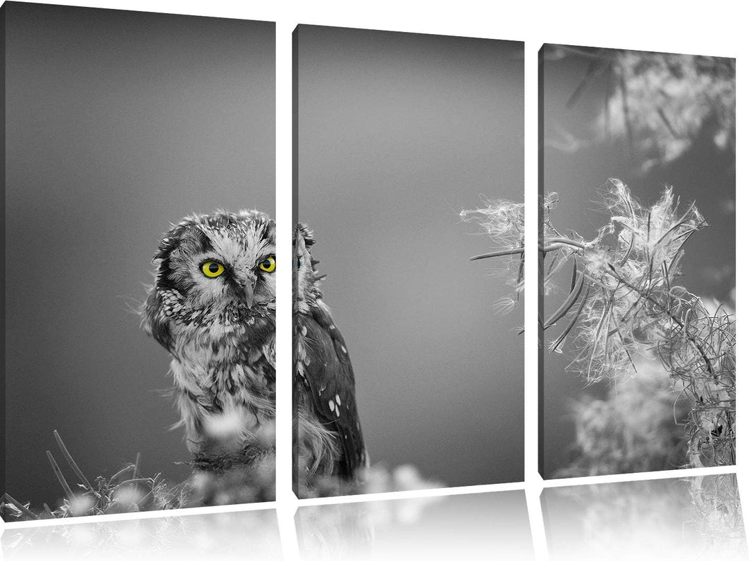 Kleine neugierige Eule schwarz/weiss 3-Teiler Leinwandbild 120x80 Bild auf Leinwand, XXL riesige Bil