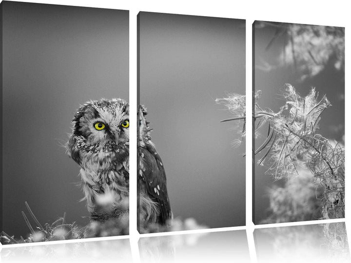 Kleine neugierige Eule schwarz/weiss 3-Teiler Leinwandbild 120x80 Bild auf Leinwand, XXL riesige Bil