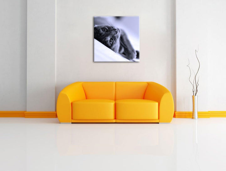 Pixxprint Niedliche Katze liegt im Bett als Leinwandbild Quadratisch/Grösse: 70x70 / Wandbild/Kunstd