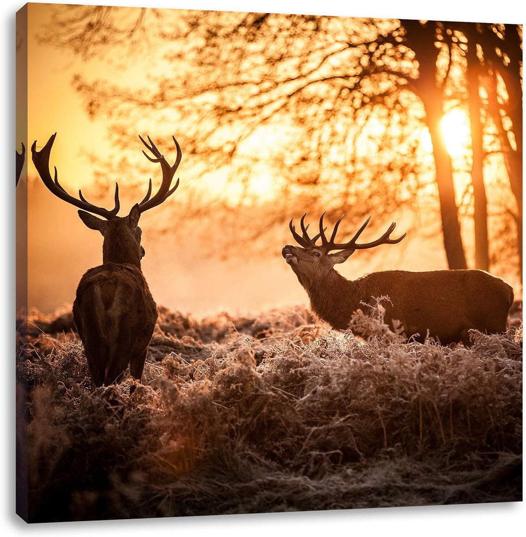 Hirsch Rivalen kämpfen, Format: 70x70 auf Leinwand, XXL riesige Bilder fertig gerahmt mit Keilrahmen