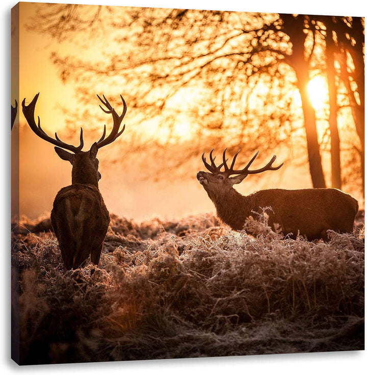 Hirsch Rivalen kämpfen, Format: 70x70 auf Leinwand, XXL riesige Bilder fertig gerahmt mit Keilrahmen