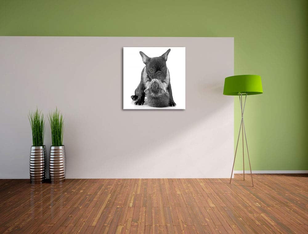 Pixxprint Katze hängt an Mops als Leinwandbild/Grösse: 70x70 cm/Wandbild/Kunstdruck/fertig bespannt,
